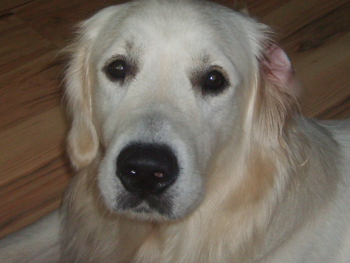 ARNI