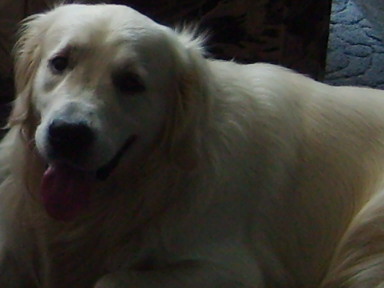 ARNI