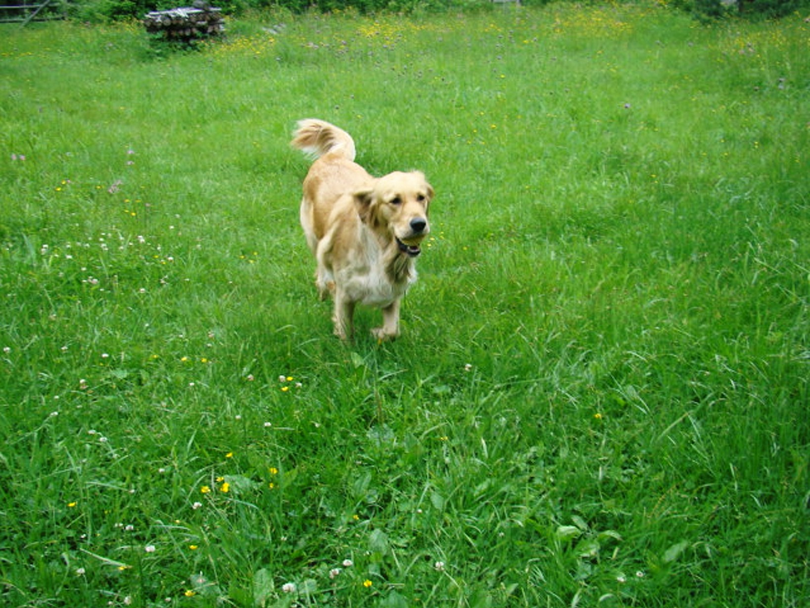 kocham ;*