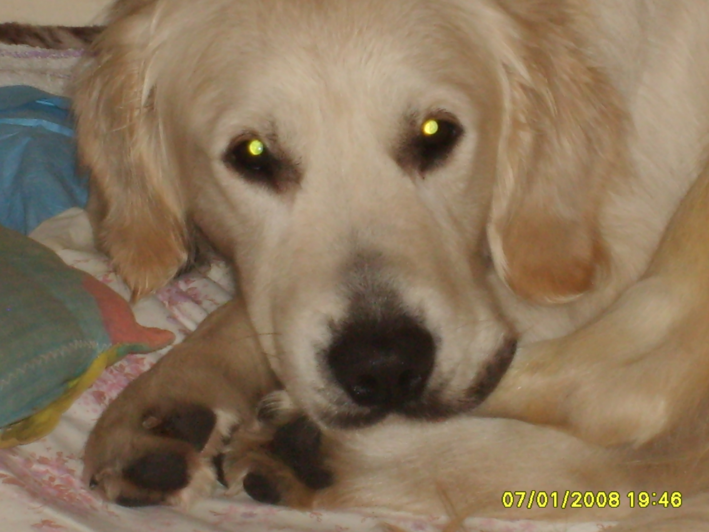 ARNI