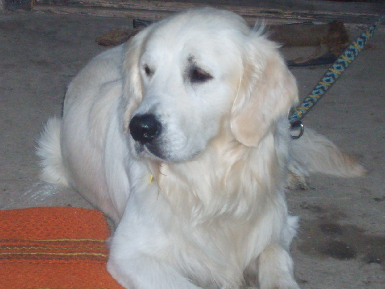 ARNI