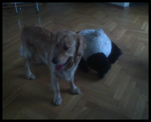 dogoterapeutka ;D