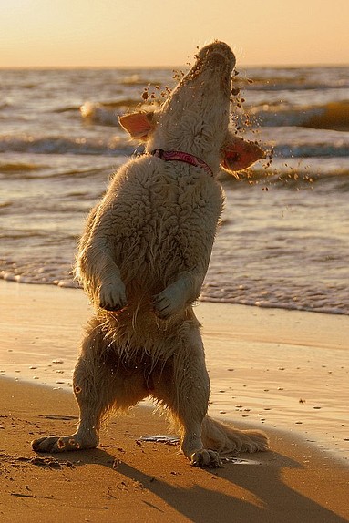 polar bear attack