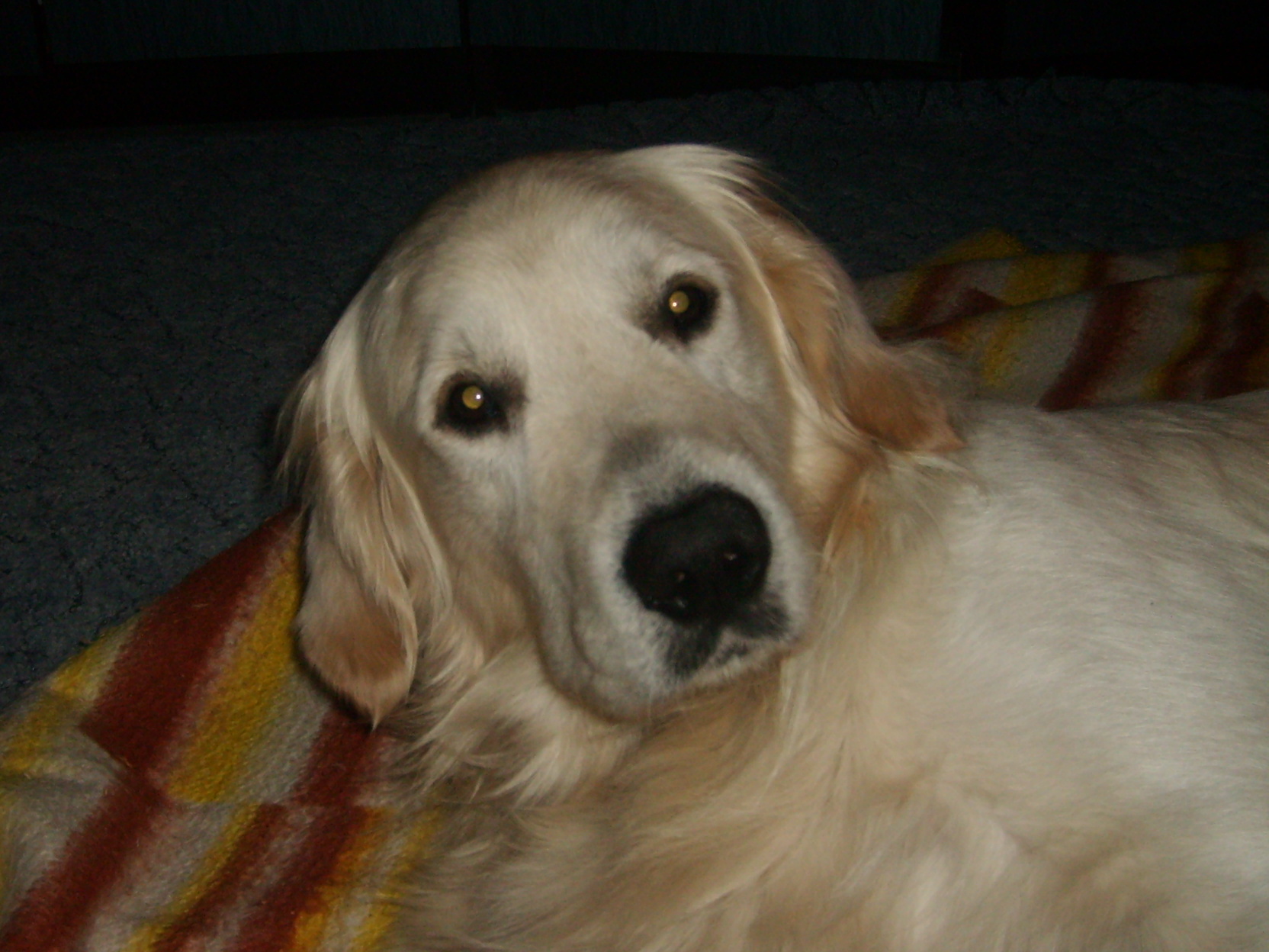 ARNI