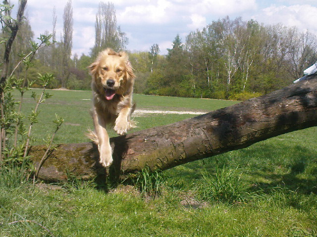 skakanko ;D