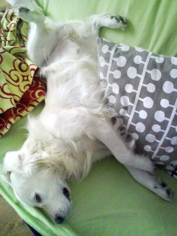 siesta:)
